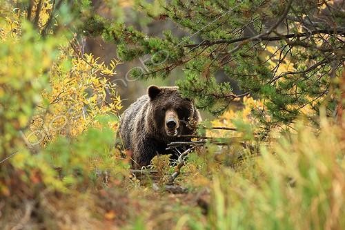 Biosphoto | 1882539 | Grizzly female in bushes Canada | &copy; Muriel Nicolotti / Biosphoto