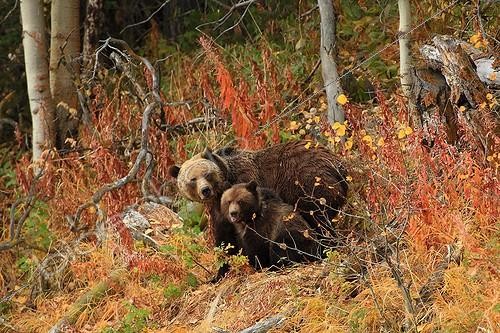 Biosphoto | 1882540 | Grizzly female with a cub in bushes Canada ; Age of Pooh: 1 year and a half | &copy; Muriel Nicolotti / Biosphoto
