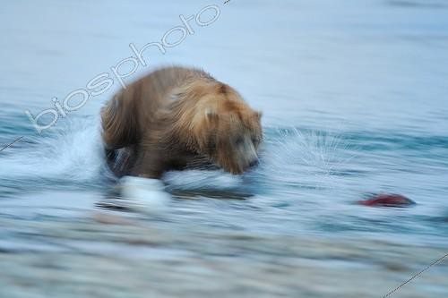 Biosphoto | 685343 | Grizzly pursuing a Sockeye salmon in a river Katmai Alaska | &copy; Fabrice Simon / Biosphoto