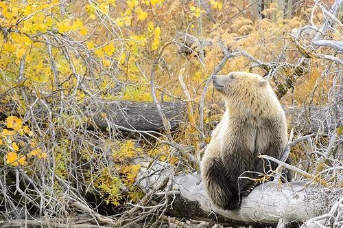 Biosphoto | 1993325 | Grizzly sitting on a trunk - Chilcotin Mountains Canada  ; Age: 1.5 years  | &copy; Muriel Nicolotti / Biosphoto
