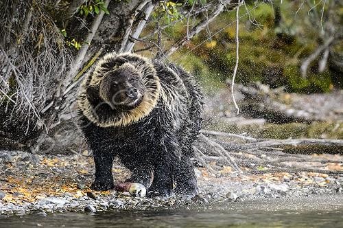 Biosphoto | 2032740 | Grizzly snorting after fishing a salmon - Canada | &copy; Muriel Nicolotti / Biosphoto
