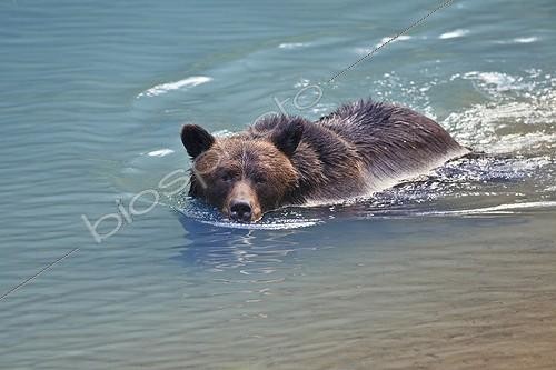 Biosphoto | 1313986 | Grizzly swimming in a small glacial lake blue in Alaska | &copy; Alain Mafart-Renodier / Biosphoto