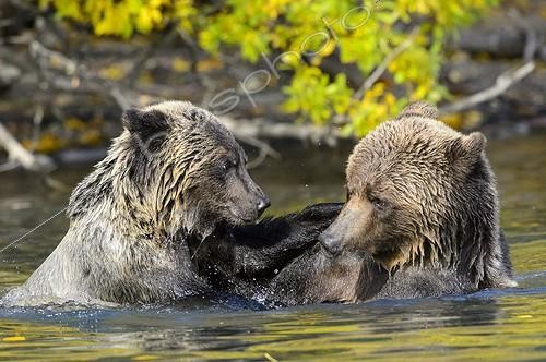 Biosphoto | 1993313 | Grizzlys playing in water - Chilcotin Mountains Canada  ; Age: 2.5 years  | &copy; Muriel Nicolotti / Biosphoto