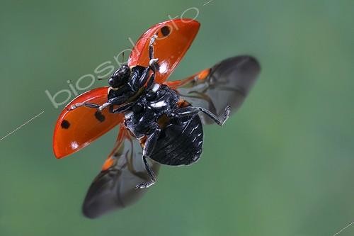Biosphoto | 83466 | Gros plan d'une Coccinelle à sept points en vol France | &copy; Joël Héras / Biosphoto