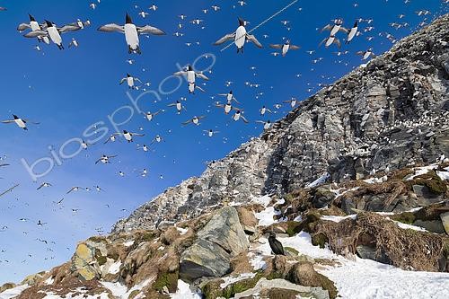 Biosphoto | 2580193 | Group of Alcid (Alcidae sp) in flight on the Hornoya colony in Varanger, Norway. | &copy; Michael Adam / Biosphoto