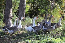 Biosphoto | 2546122 | Group of geese walking in a backyard, France | &copy; Eric Guilloret / Biosphoto