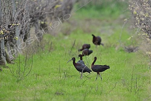 Biosphoto | 2621910 | Group of Glossy Ibises (Plegadis falcinellus) feeding between two rows of vines, formerly flooded vineyard, Sérignan, Hérault, France. | &copy; Thierry Le Quay / Biosphoto
