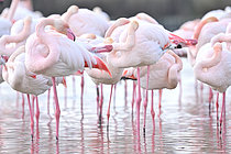 Biosphoto | 2619314 | Group of Greater Flamingos (Phoenicopterus roseus) resting, Ornithological Reserve of Pont-de-Gau, Camargue, Bouches-du-Rhône, France. | &copy; Thierry Le Quay / Biosphoto