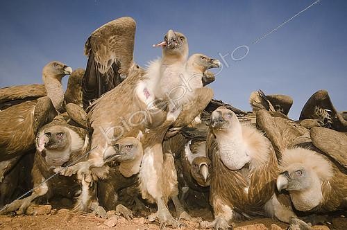 Biosphoto | 2148373 | Group of Griffon Vultures ( Gyps fulvus) feeding . Huesca, Spain | &copy; Jorge Ruiz del Olmo / Biosphoto