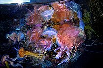 Biosphoto | 2104315 | Group of highly stinging Jellyfish (Pelagia noctiluca) a few meters deep, Tyrrhenian sea | &copy; Pasquale Vassallo / Biosphoto