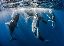 Biosphoto | 2089653 | Group of Humpback whales (Megaptera novaeangliae), courtship display, Tahiti, French Polynesia. | &copy; Fabien Michenet / Biosphoto