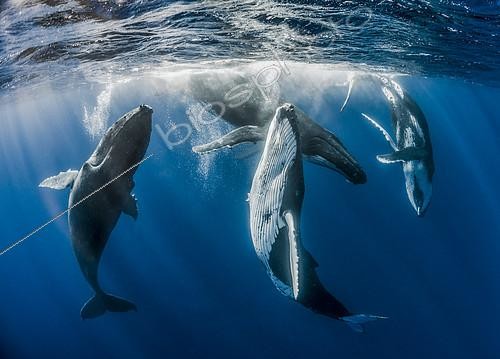 Biosphoto | 2089653 | Group of Humpback whales (Megaptera novaeangliae), courtship display, Tahiti, French Polynesia. | &copy; Fabien Michenet / Biosphoto
