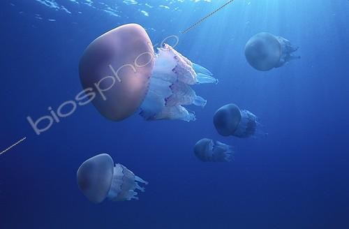 Biosphoto | 507726 | Group of Jellyfishes swimming | &copy; Mathieu Foulquié / Biosphoto