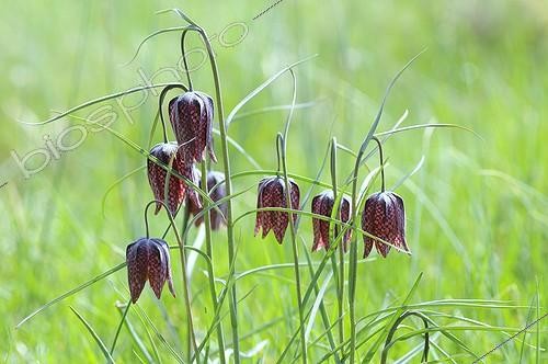 Biosphoto | 1158834 | Group of Snakehead Lily in the spring France | &copy; Guy Piton / Biosphoto