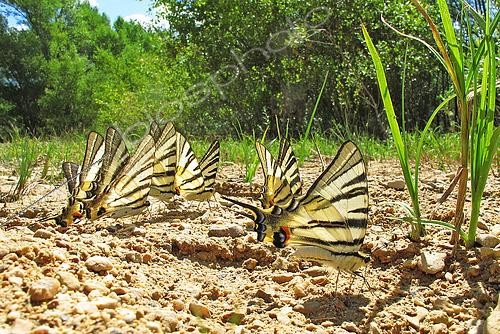 Biosphoto | 2578903 | Group of Southern swallowtails (Iphiclides podalirius) collecting mineral salts on the damp ground of Eden Park beach, on the shores of Lac de Sainte-Croix, in Les Salles-sur-Verdon in April, in the Parc Naturel Régional du Verdon. France | &copy; Yves Noto Campanella / Biosphoto