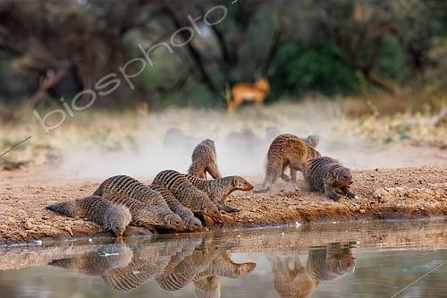 Biosphoto | 2591102 | Group of Striped Mongoose (Mungos mungo) arriving at a watering hole, Shompole wilderness, Shompole Community, Kenya, East Africa, Africa | &copy; Sylvain Cordier / Biosphoto