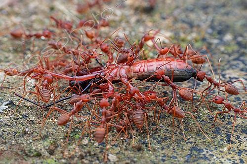 Biosphoto | 2392022 | Group of weaver ants (Oecophylla smaragdina) carrying food. | &copy; Husni Che Ngah / Biosphoto