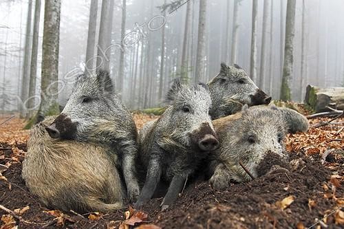 Biosphoto | 1210978 | Group Wild Boars resting in the forest in autumn | &copy; Frédéric Desmette / Biosphoto