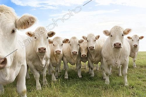 Biosphoto | 2579756 | Groupe homogène de génisses charolaises au pré, élevage de vaches allaitantes, France | &copy; Claudius Thiriet / Biosphoto