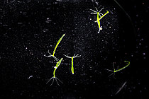 Biosphoto | 2628322 | Grouping of green hydrsa (Chlorhydra viridissima), Saint-Pierre-La-Palud, Rhône, France. | &copy; Philippe Lebeaux / Biosphoto