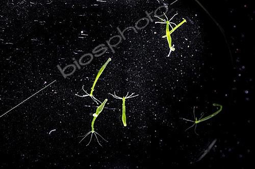 Biosphoto | 2628322 | Grouping of green hydrsa (Chlorhydra viridissima), Saint-Pierre-La-Palud, Rhône, France. | &copy; Philippe Lebeaux / Biosphoto