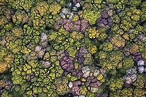 Biosphoto | 1958146 | Grove in the spring - Picardy France | &copy; Michel Bureau / Biosphoto