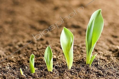 Biosphoto | 1518750 | Growing tulips | &copy; Adrian C. Nitu / imageBROKER / Biosphoto