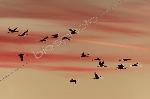 Biosphoto | 2613681 | Grues cendrées (Grus grus) en vol au lever du soleil en automne, Lac du Der, France | &copy; Christian Cabron / Biosphoto