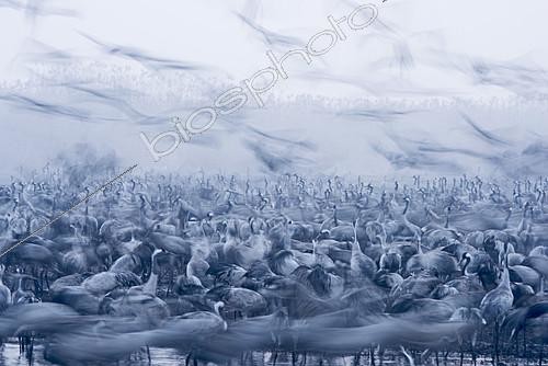 Biosphoto | 2138794 | Grues cendrées (Grus grus) hivernage, parc naturel protégé du Petit lac de la Houla, connu en hébreu comme Agamon HaHula dans la vallée de Houla, nord Israël. | &copy; David Tipling / Biosphoto