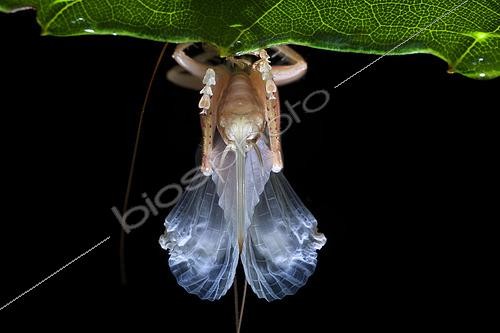 Biosphoto | 2435298 | Gryllacridinae ; Moulting Raspy Cricket ; Backlit side profile of a Moulting Raspy tree cricket ; Singapore | &copy; Melvyn Yeo / Biosphoto