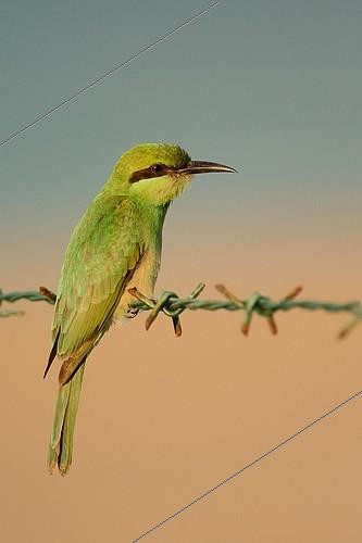 Biosphoto | 2081184 | Guêpier d'Orient photographié sur une plage Sri Lankaise, sur fond d'océan Indien. | &copy; Adrien Wehrlé / Biosphoto
