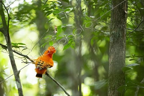 Biosphoto | 2592681 | Guianan Cock-of-the-rock (Rupicola rupicola) on a branch, French Guiana | &copy; Nicolas Defaux / Biosphoto