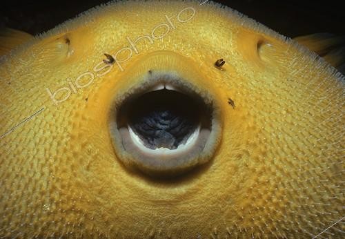 Biosphoto | 1438649 | Guineafowl Pufferfish Pacific Ocean Galapagos Island | &copy; Jeffrey Rotman / Biosphoto