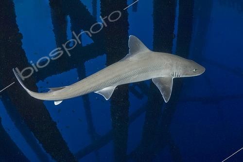 Biosphoto | 2453225 | Gulf Smoothhound Shark, Mustelus sinusmexicanus, swimming under an oil rig in the northern Gulf of Mexico, Louisiana, USA. | &copy; Andy Murch / Biosphoto