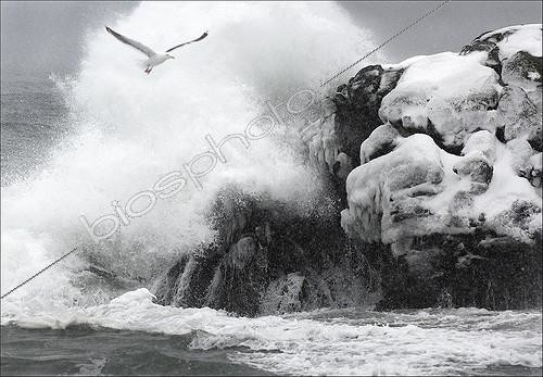 Biosphoto | 1470254 | Gull in flight caught in the swell in winter  | &copy; Thierry Vezon / Biosphoto