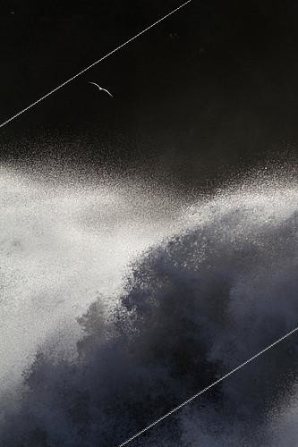 Biosphoto | 2087854 | Gull (Larus sp) flying over the ocean unleashed, Iceland | &copy; Philippe Moës / Biosphoto