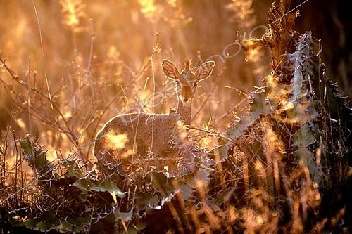 Biosphoto | 2625993 | Günther's dik-dik (Madoqua guentheri) at dawn in the bush, Laikipia region, Kenya. | &copy; Pierre Vernay / Biosphoto