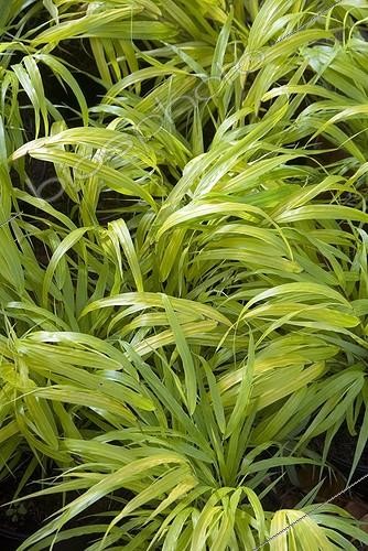 Biosphoto | 2032385 | Hakone grass 'Old Gold' in a garden | &copy; DIGIT images / Biosphoto
