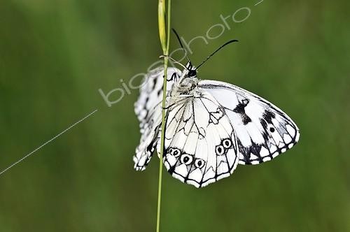 Biosphoto | 894684 | Half mourning Butterfly on a stem of grass Limousin France | &copy; Roger Dauriac / Biosphoto