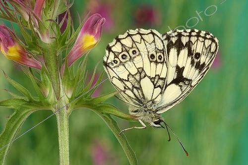 Biosphoto | 92649 | Half-mourning posed on a flower in June France | &copy; Joël Héras / Biosphoto