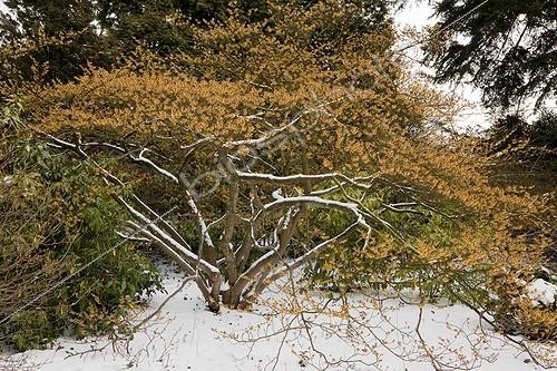 Biosphoto | 1470588 | Hamamelis in bloom under the snow | &copy; NouN / Biosphoto