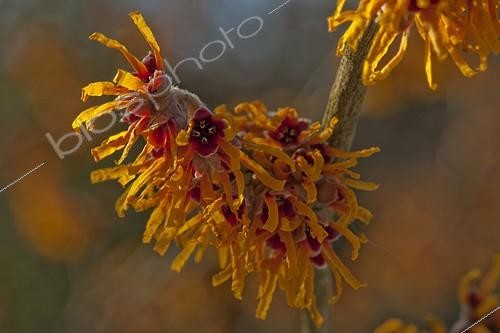 Biosphoto | 1470591 | Hamamelis 'Rochester' in bloom in a garden | &copy; NouN / Biosphoto