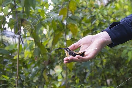 Biosphoto | 2628074 | Handling a hummingbird in Ecuador | &copy; Vincent Premel / Biosphoto