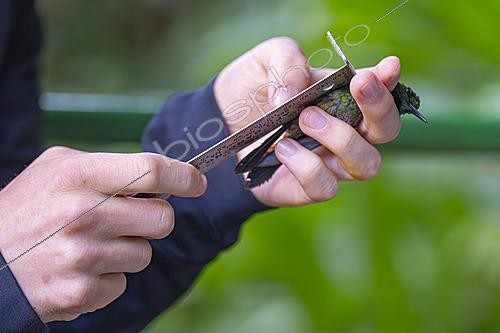 Biosphoto | 2628077 | Handling and measuring a hummingbird in Ecuador. | &copy; Vincent Premel / Biosphoto