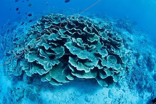 Biosphoto | 655591 | Hard coral Barracuda Point Sipadan Island Malaysia  | &copy; Jean Cassou / Biosphoto