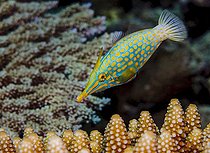 Biosphoto | 2032668 | Harlequin filefish - Indian Ocean, Mayotte | &copy; Fabien Michenet / Biosphoto