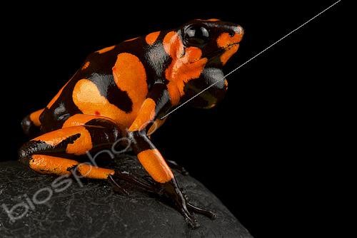 Biosphoto | 2453981 | Harlequin poison-dart frog (Oophaga histrionica) | &copy; Matthijs Kuijpers / Biosphoto