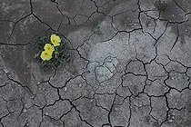Biosphoto | 1261045 | Hartweg's sundrops flowers on dryed hearth South Texas USA | &copy; Cyril Ruoso / Biosphoto
