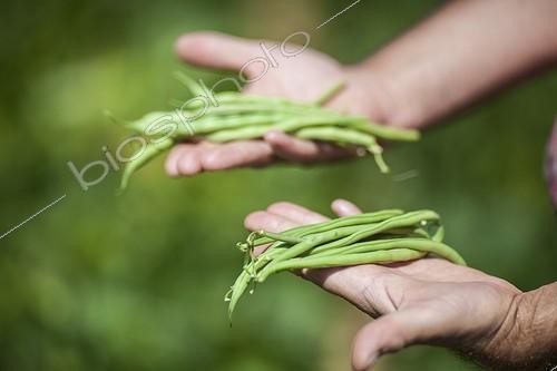 Biosphoto | 2034468 | Harvest and comparison between green beans varieties | &copy; Jean-Michel Groult / Biosphoto