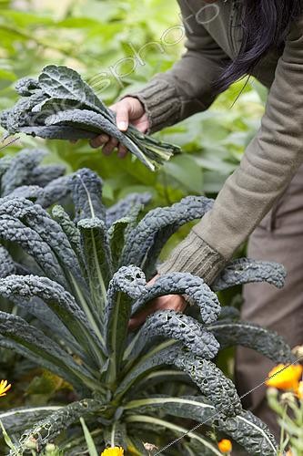 Biosphoto | 2434052 | Harvest cabbage  kale  palm tree. Winter vegetable, cabbage palm is eaten in greenery, seared or blanched. | &copy; Jean-Michel Groult / Biosphoto
